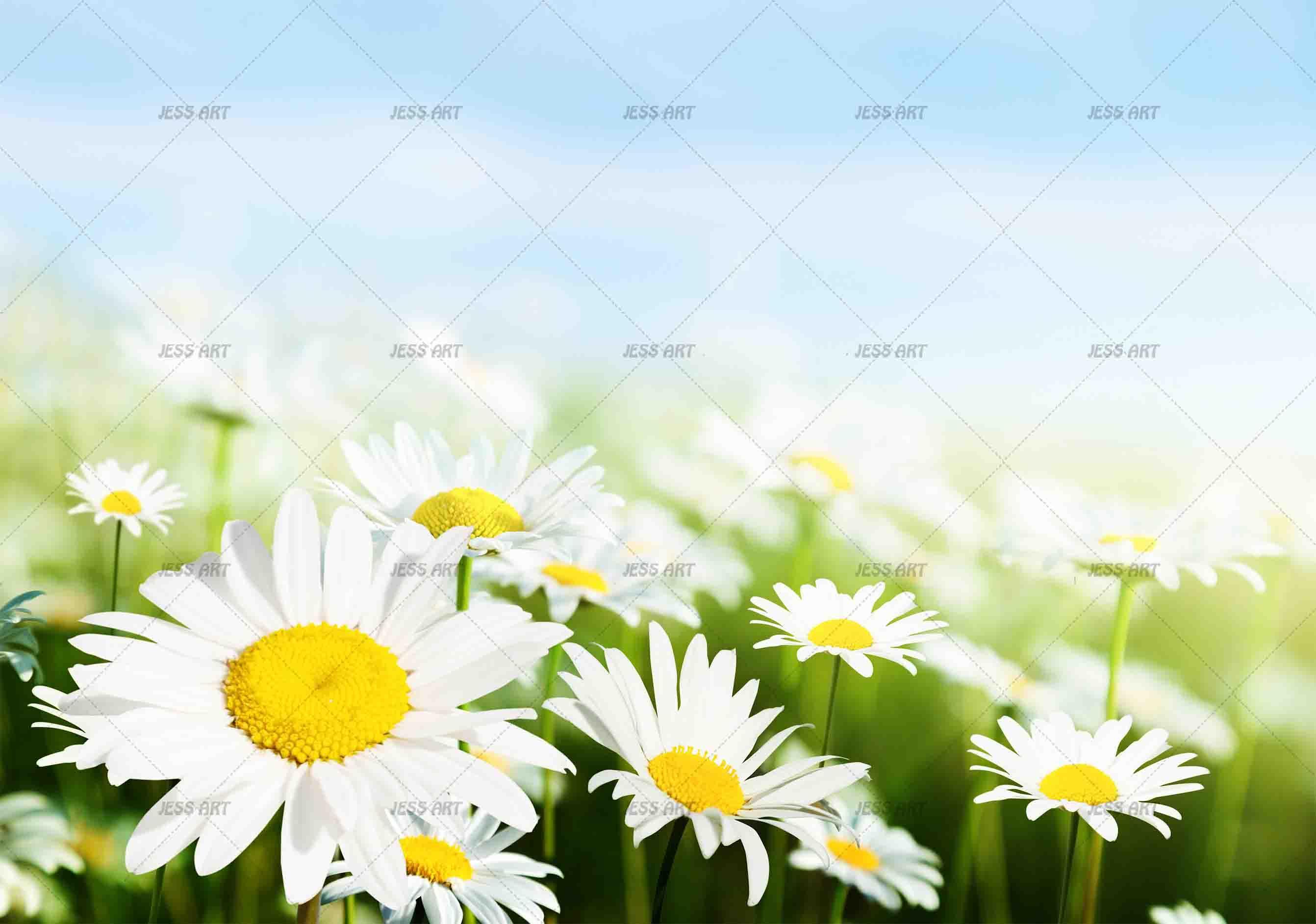3D Beautiful White Flowers Daisy Wall Mural Wallpaper ZY D4- Jess Art Decoration