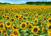 3D Sunflower Field bright sunflower landscape wall mural wallpaper for living room - view 5