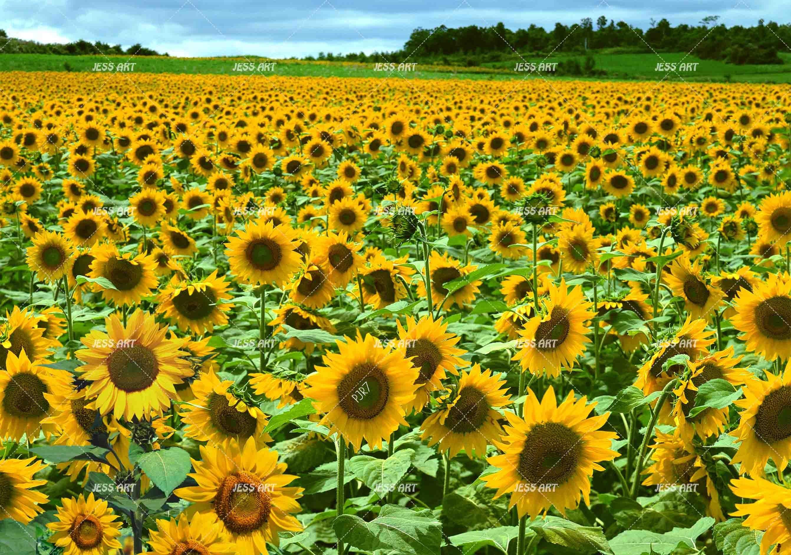 3D Sunflower Field bright sunflower landscape wall mural wallpaper for living room - view 5