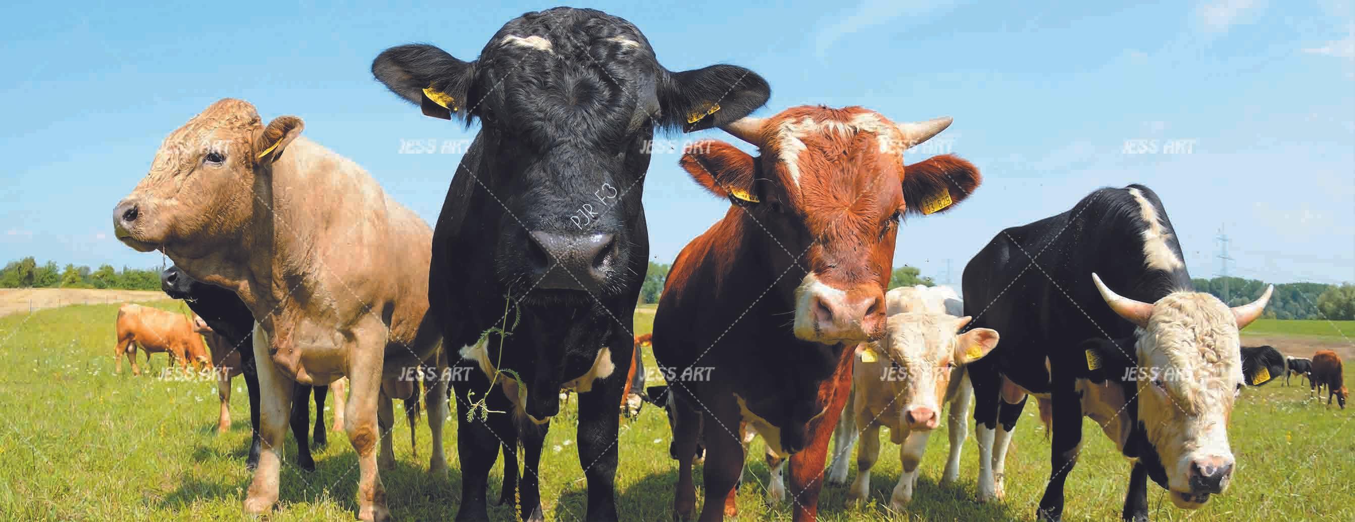 3D Farm Cow Grassland farm cow animal mural wall mural wallpaper for kids room - view 5