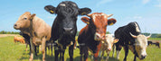 3D Farm Cow Grassland farm cow animal mural wall mural wallpaper for kids room - view 5