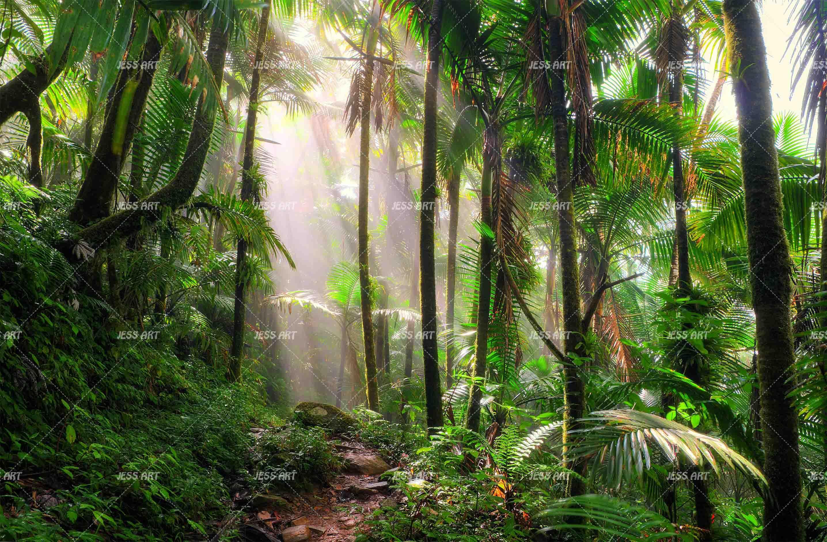 3D Palm Forest Sunshine Wall Mural Wallpaper A274 LQH- Jess Art Decoration