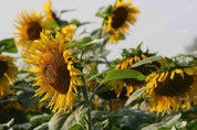3D Sunflowers Wall Mural Wallpaper SF72- Jess Art Decoration