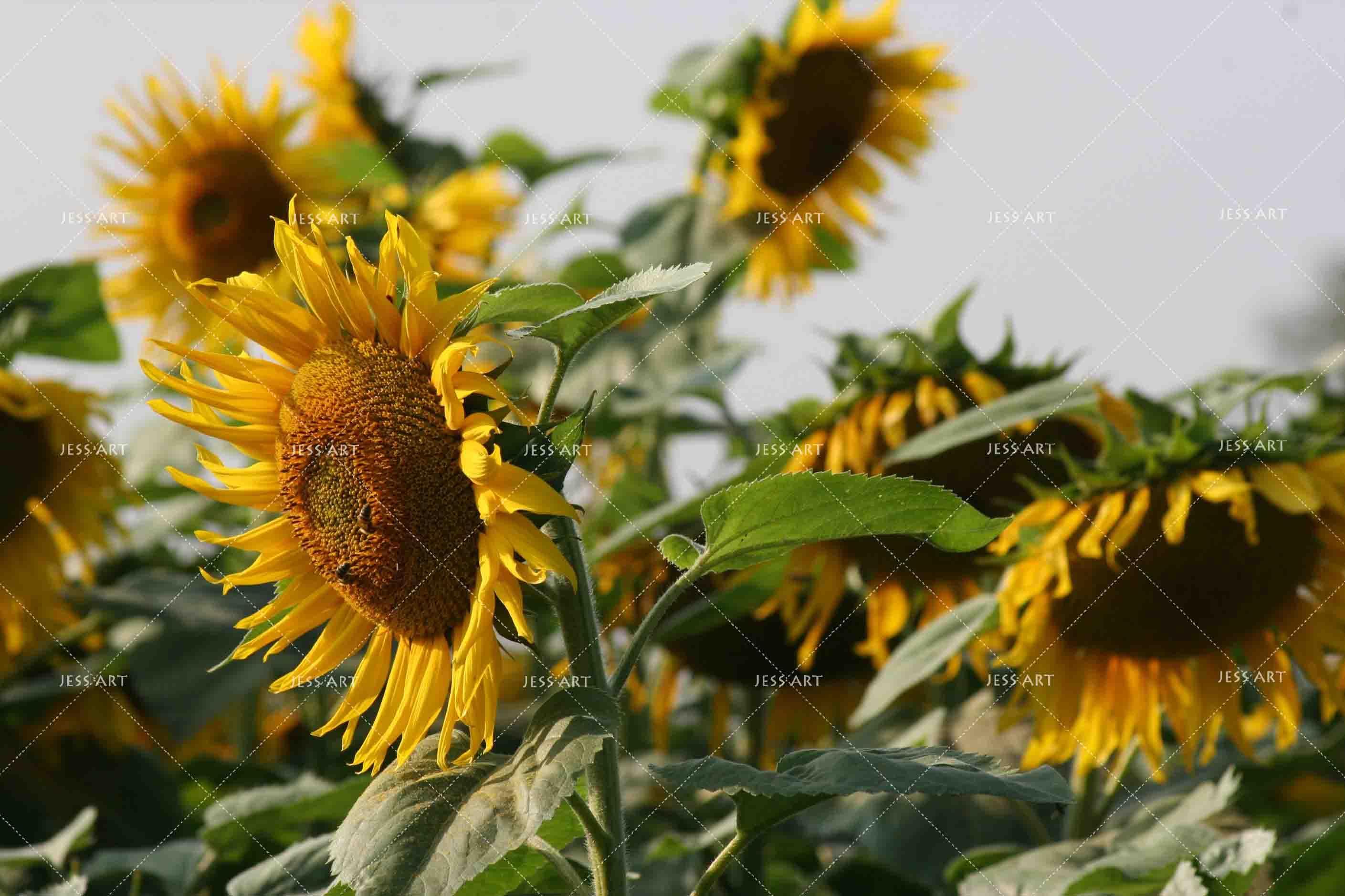 3D Sunflowers Wall Mural Wallpaper SF72- Jess Art Decoration