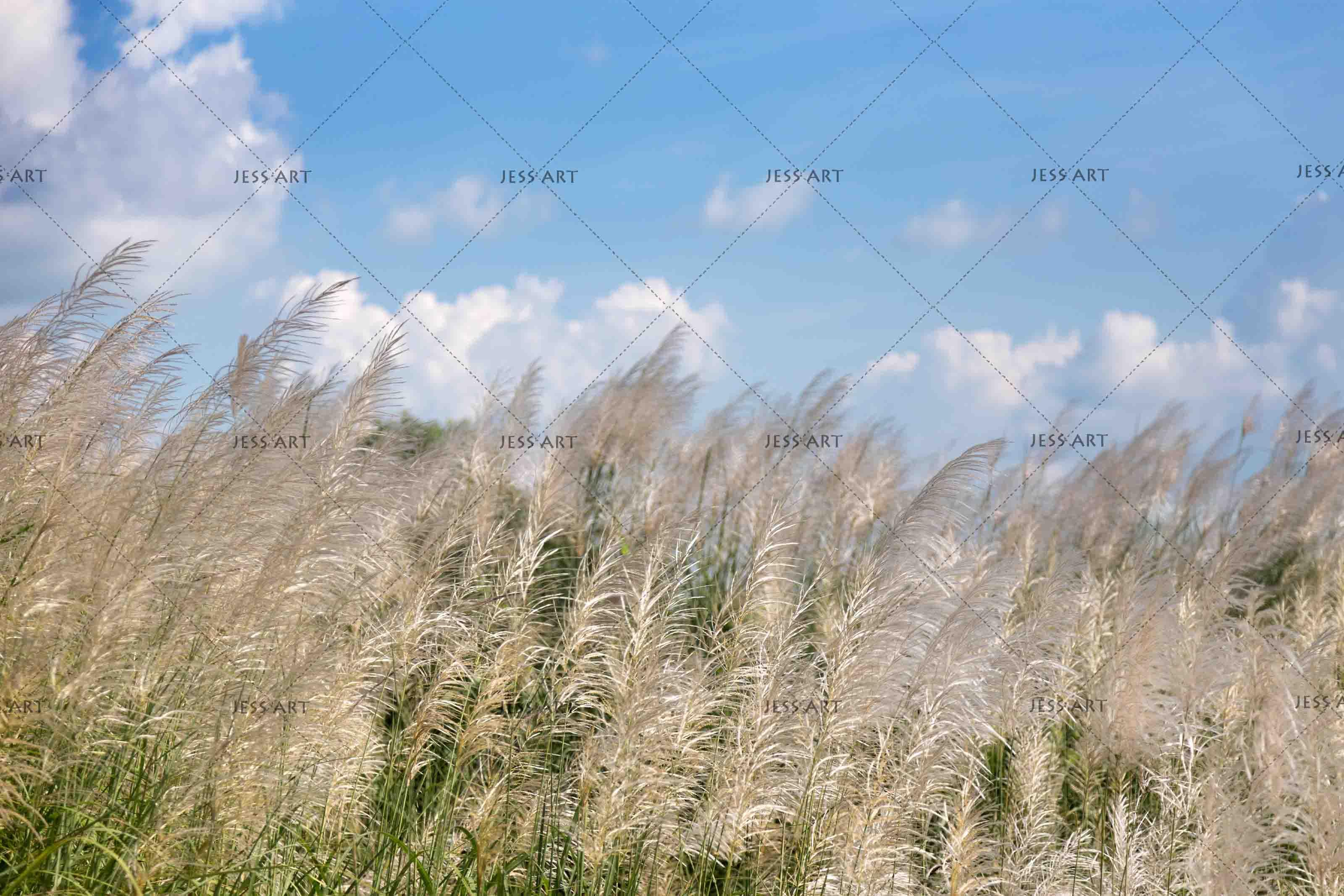 3D blue sky reed wall mural wallpaper 14- Jess Art Decoration