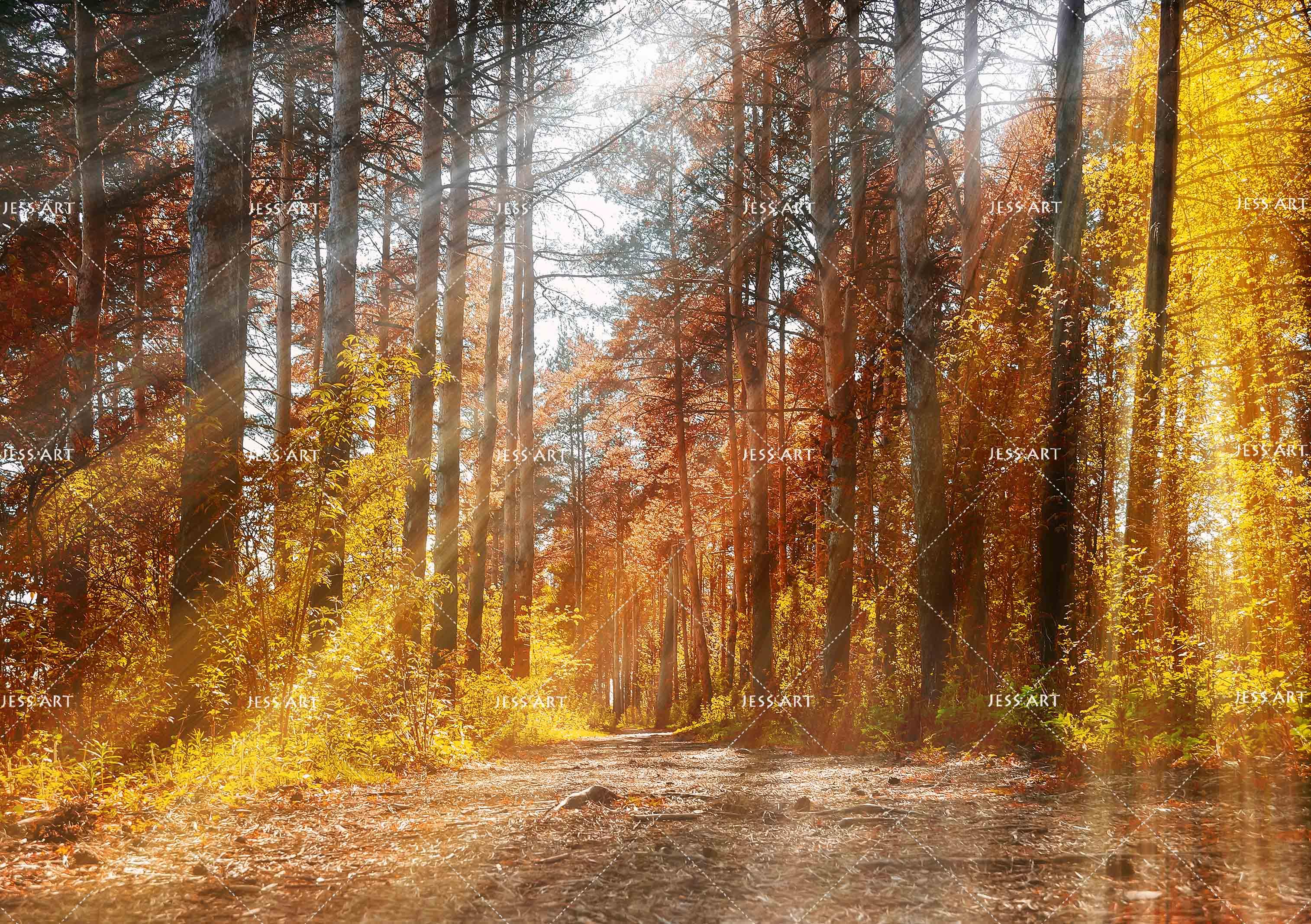 3D Forest Fall Wall Mural Wallpaper 161- Jess Art Decoration