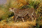 3D African Steppe Leopard Wall Mural Wallpaper 31- Jess Art Decoration