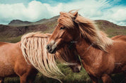 3D Cloud Green Mountain Horse Animal Wall Mural Wallpaper LXL- Jess Art Decoration