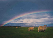 3D Beautiful Sky Sheeps Grass Wall Mural Wallpa 14- Jess Art Decoration