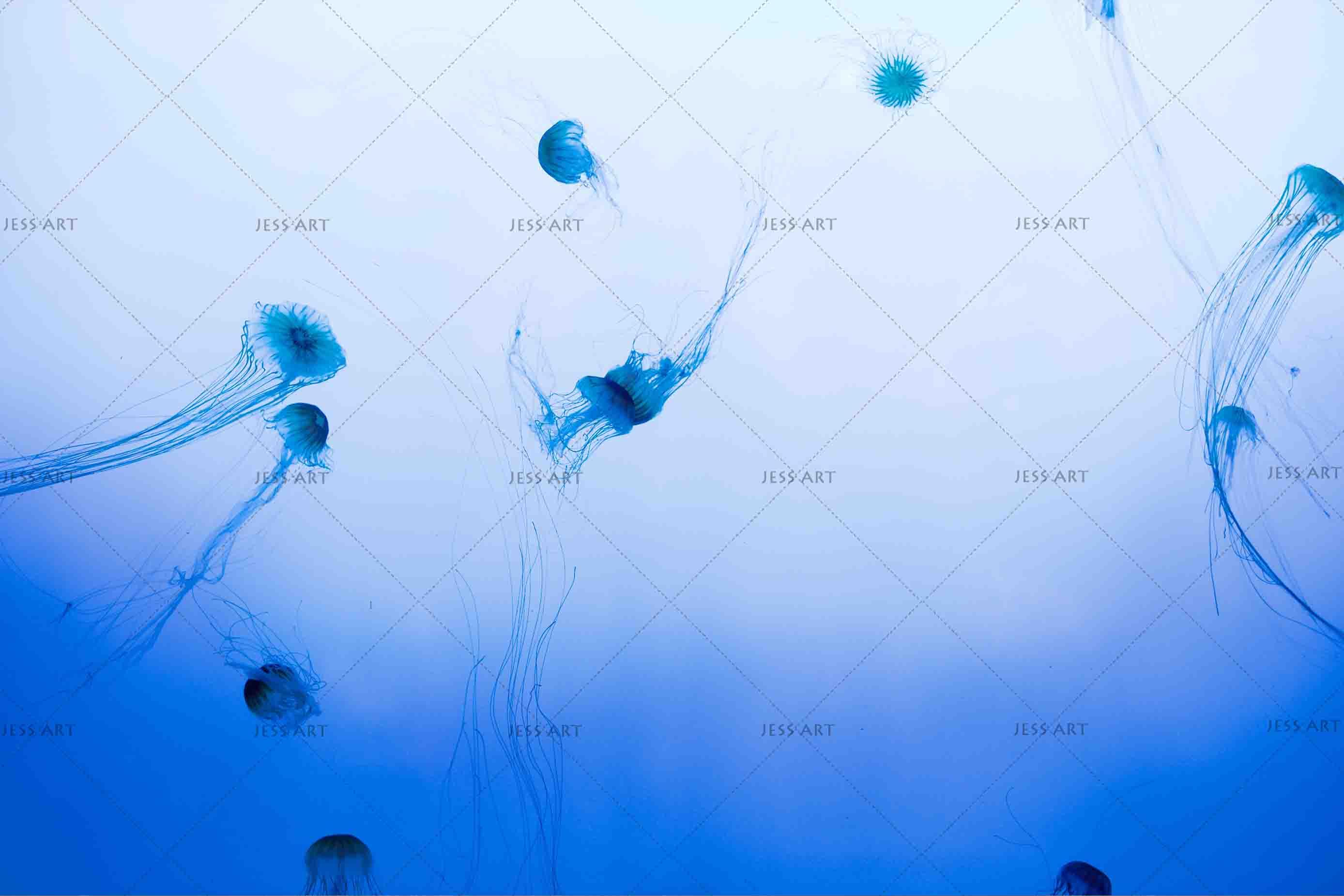 3D Blue Sea Jellyfish Wall Mural Wallpa 19- Jess Art Decoration