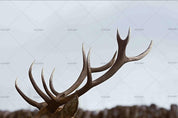 3D Reindeer Antler Wall Mural Wallpaper  40- Jess Art Decoration