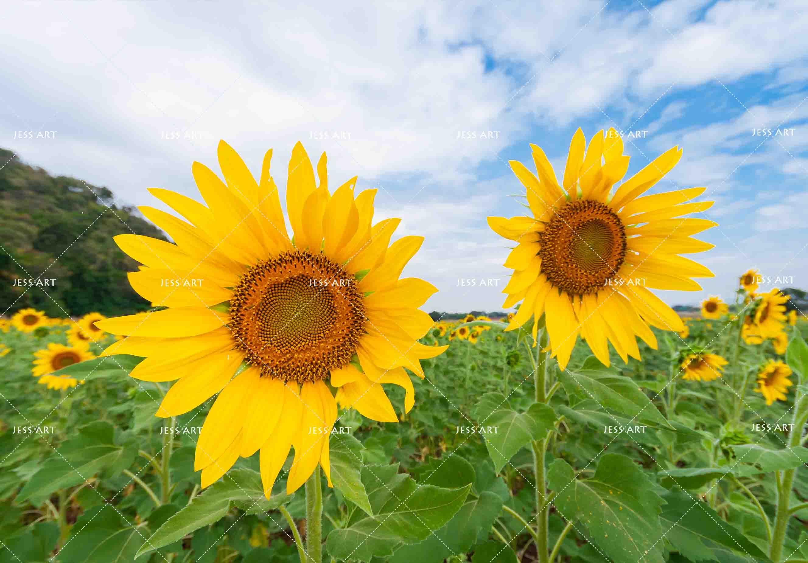 3D blue sky sunflower wall mural wallpaper 5- Jess Art Decoration