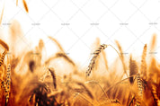 3D autumn harvest wheat field wall mural wallpaper 14- Jess Art Decoration