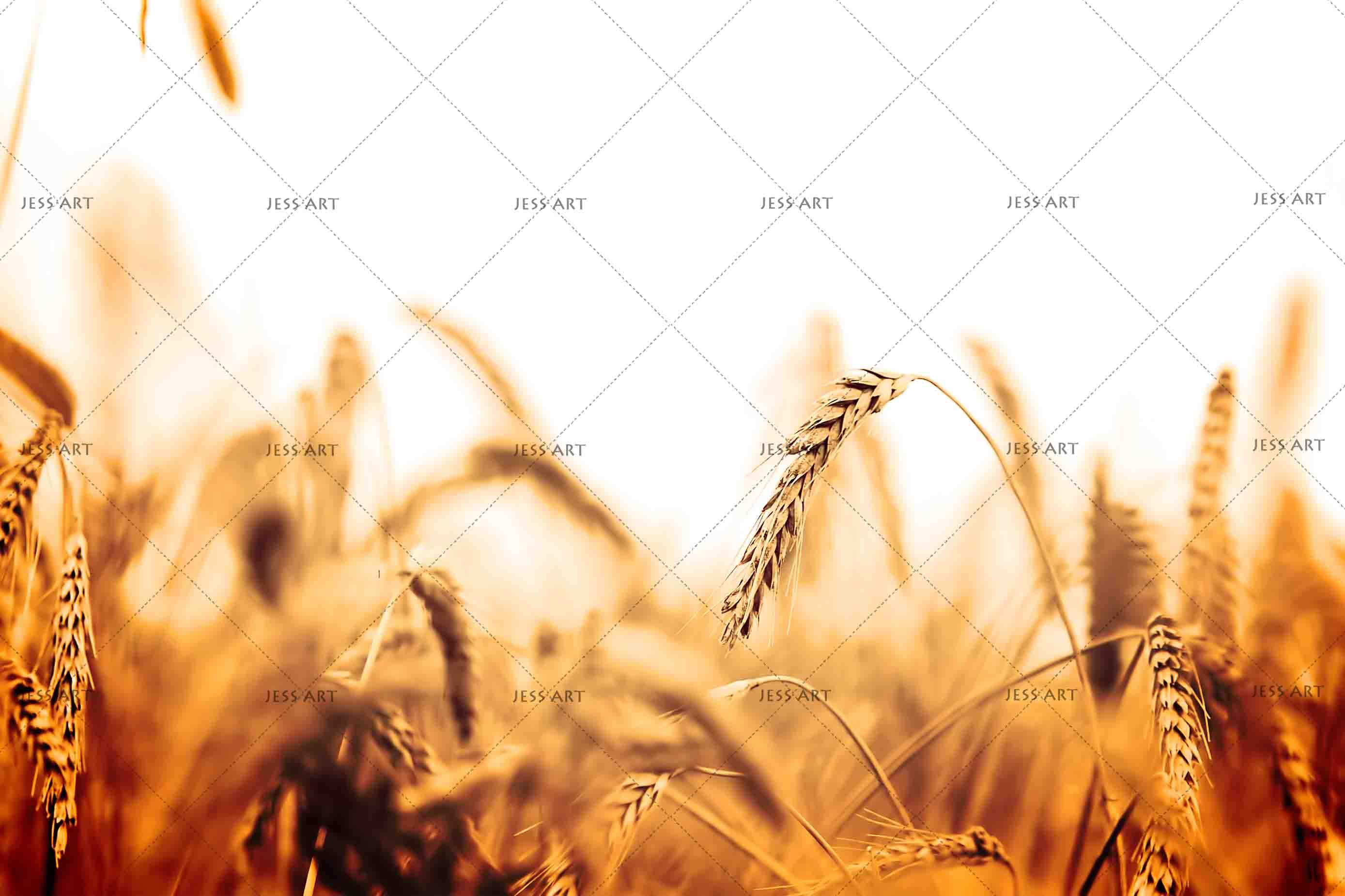 3D autumn harvest wheat field wall mural wallpaper 14- Jess Art Decoration