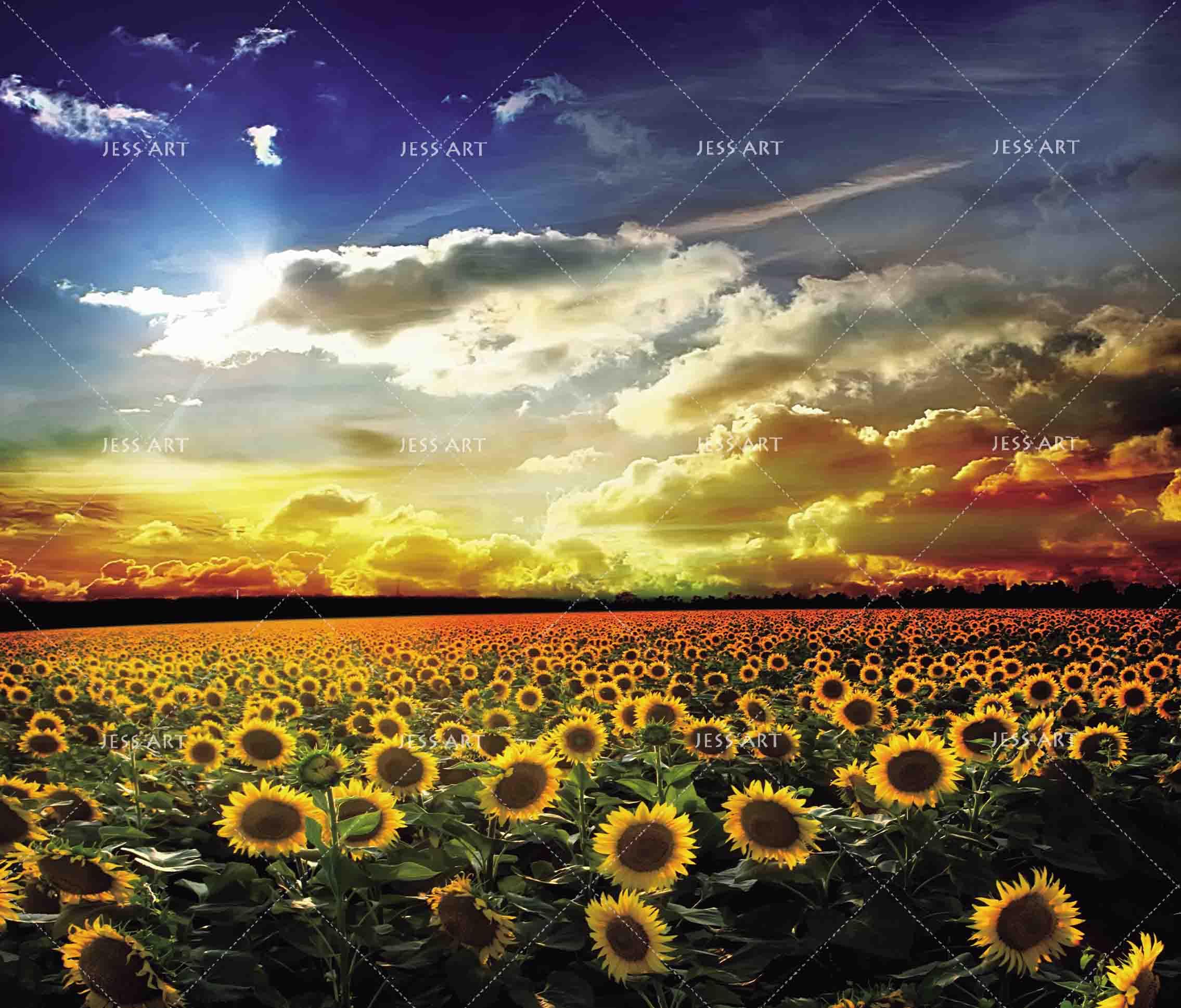 3D Sunflower Field Sky Clouds Wall Mural Wallpaper 117- Jess Art Decoration