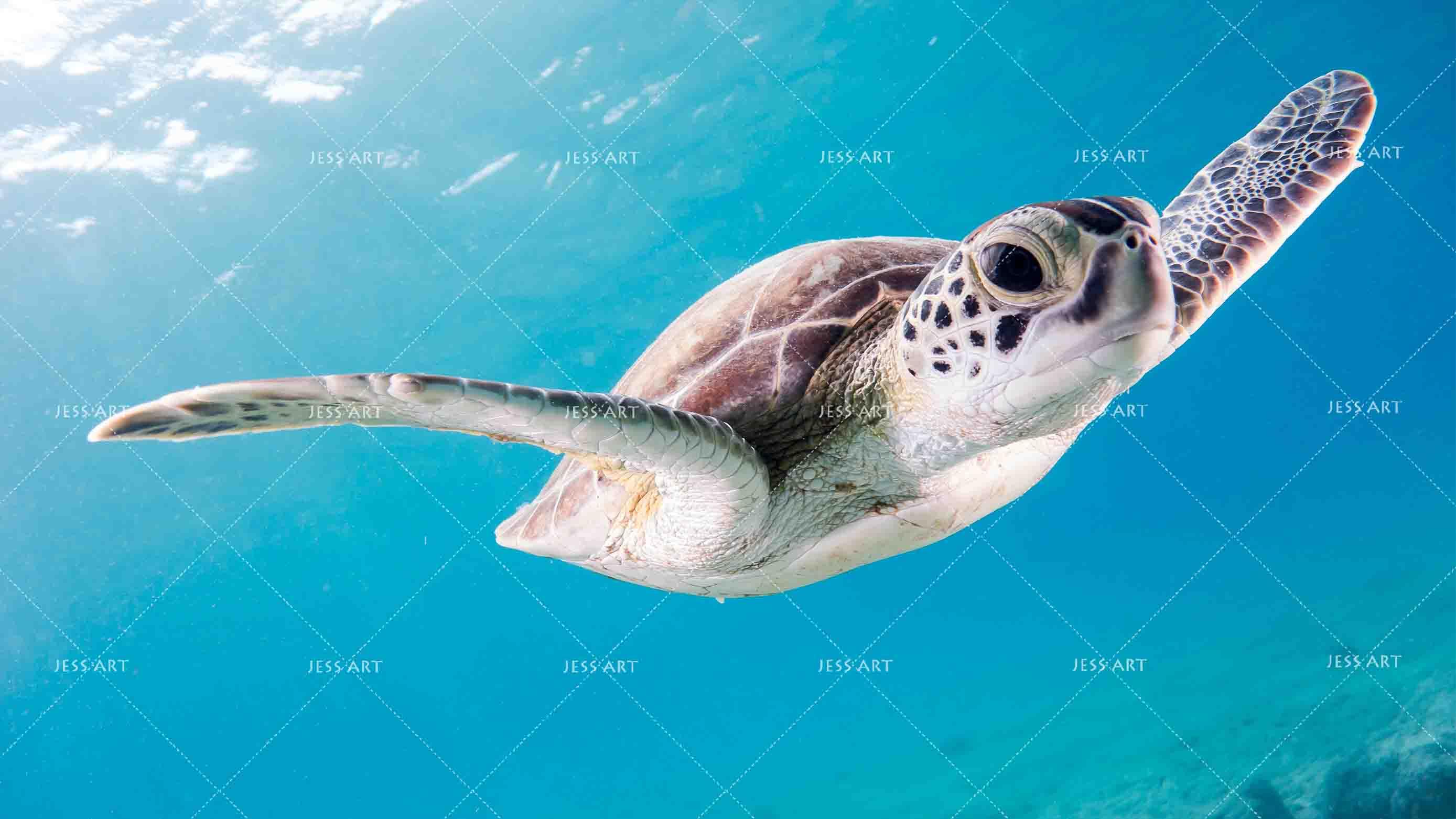 3D Blue Sea Turtle Wall Mural Wallpa  39- Jess Art Decoration
