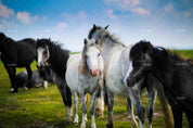 3D Blue Sky Green Grassland Horse Animal Wall Mural Wallpaper LXL- Jess Art Decoration