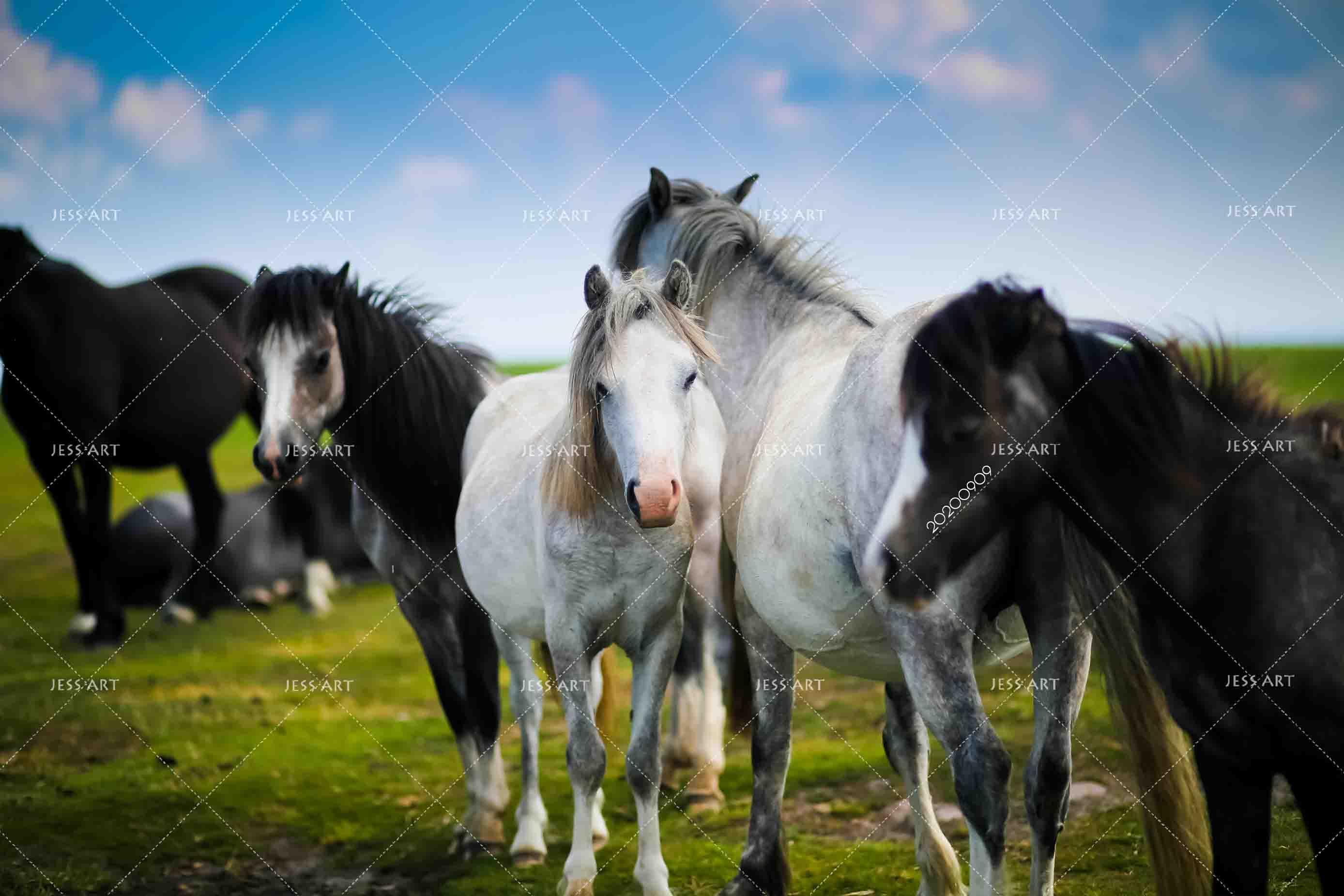 3D Blue Sky Green Grassland Horse Animal Wall Mural Wallpaper LXL- Jess Art Decoration
