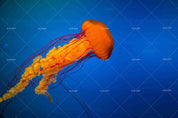 3D Blue Jellyfish Wall Mural Wallpaper SF05- Jess Art Decoration