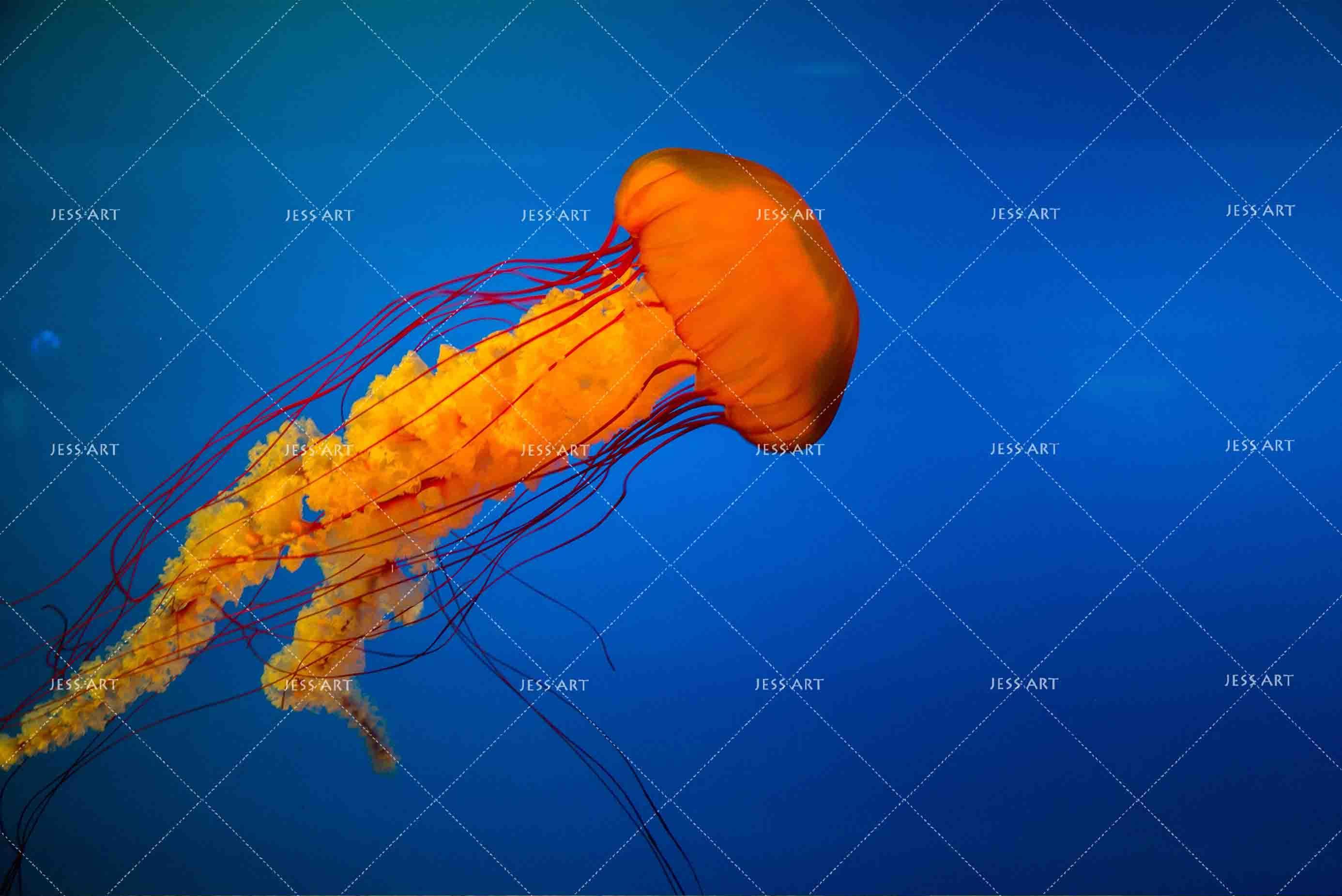 3D Blue Jellyfish Wall Mural Wallpaper SF05- Jess Art Decoration