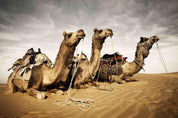3D Desert Camel Wall Mural Wallpaper A013 LQH- Jess Art Decoration
