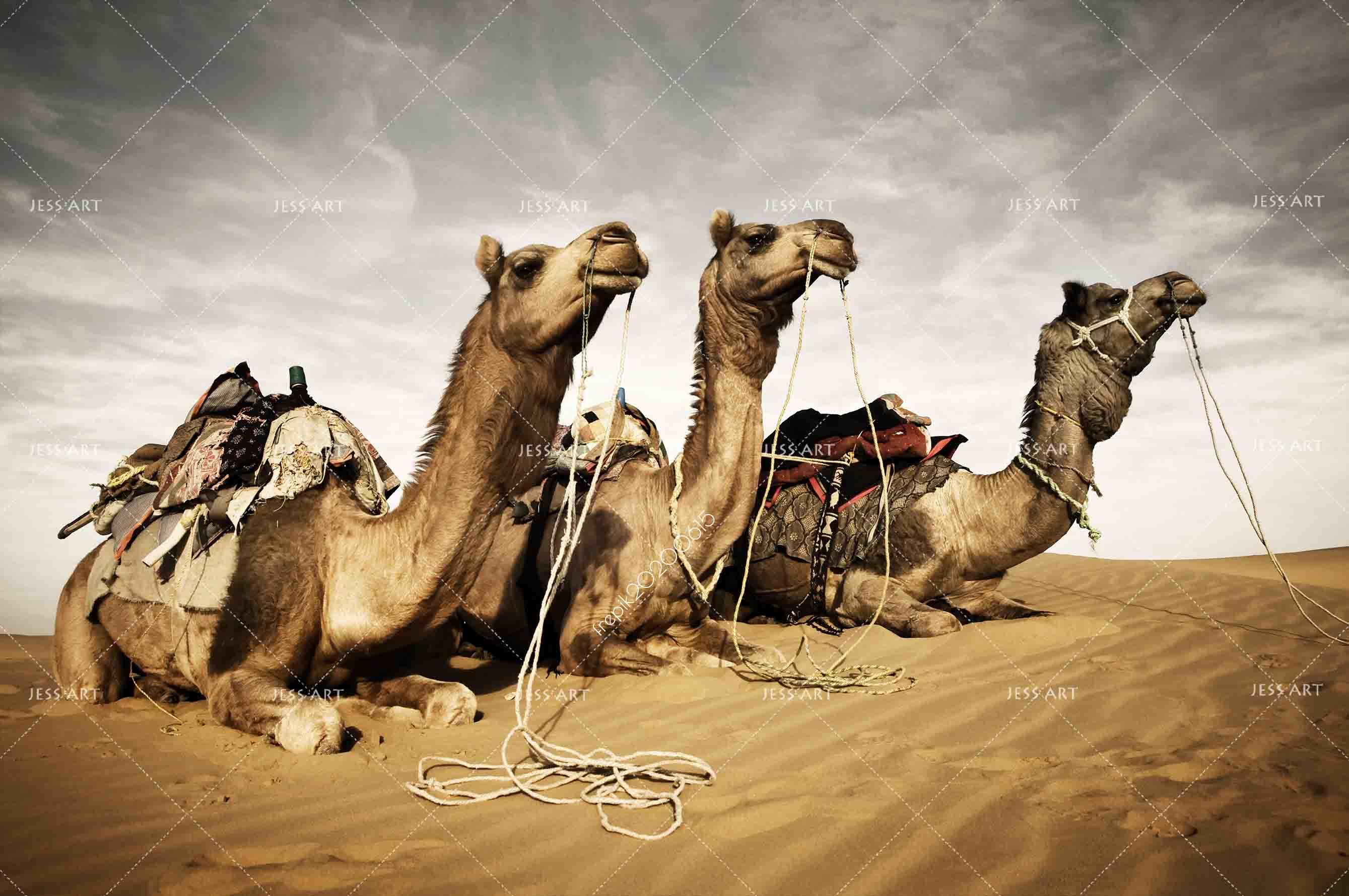 3D Desert Camel Wall Mural Wallpaper A013 LQH- Jess Art Decoration