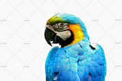 3D Blue Parrot Wall Mural Wallpaper 144- Jess Art Decoration