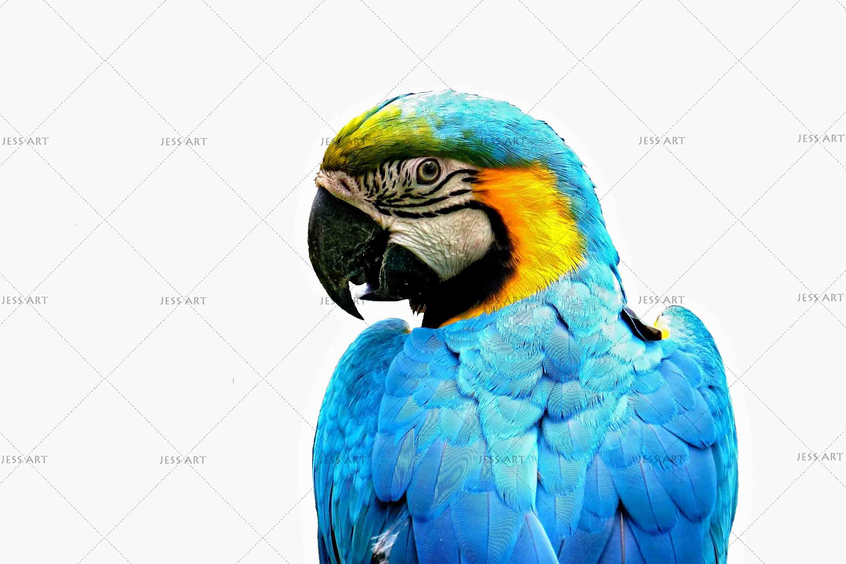 3D Blue Parrot Wall Mural Wallpaper 144- Jess Art Decoration