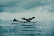 3D Blue Whale Tail Wall Mural Wallpaper SF43- Jess Art Decoration