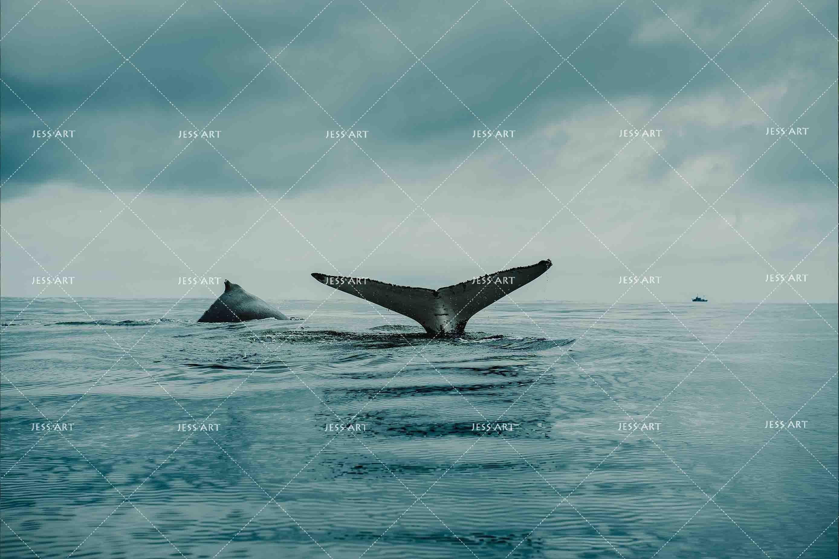 3D Blue Whale Tail Wall Mural Wallpaper SF43- Jess Art Decoration