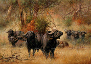 3D African Steppe Buffalo Wall Mural Wallpaper 09- Jess Art Decoration