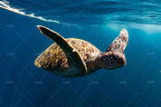 3D Blue Sea Turtle Wall Mural Wallpaper 183- Jess Art Decoration