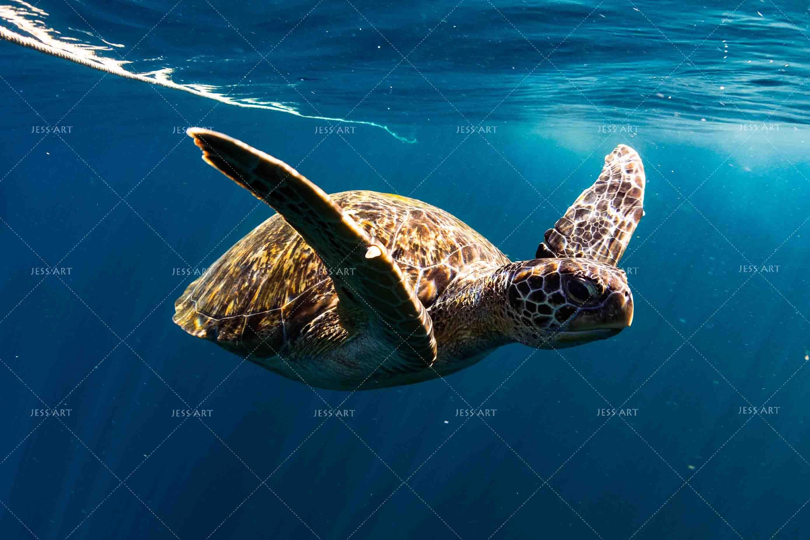 3D Blue Sea Turtle Wall Mural Wallpaper 183- Jess Art Decoration