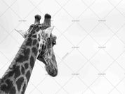 3D Animal Giraffe Grey Wall Mural Wallpaper 29 LQH- Jess Art Decoration