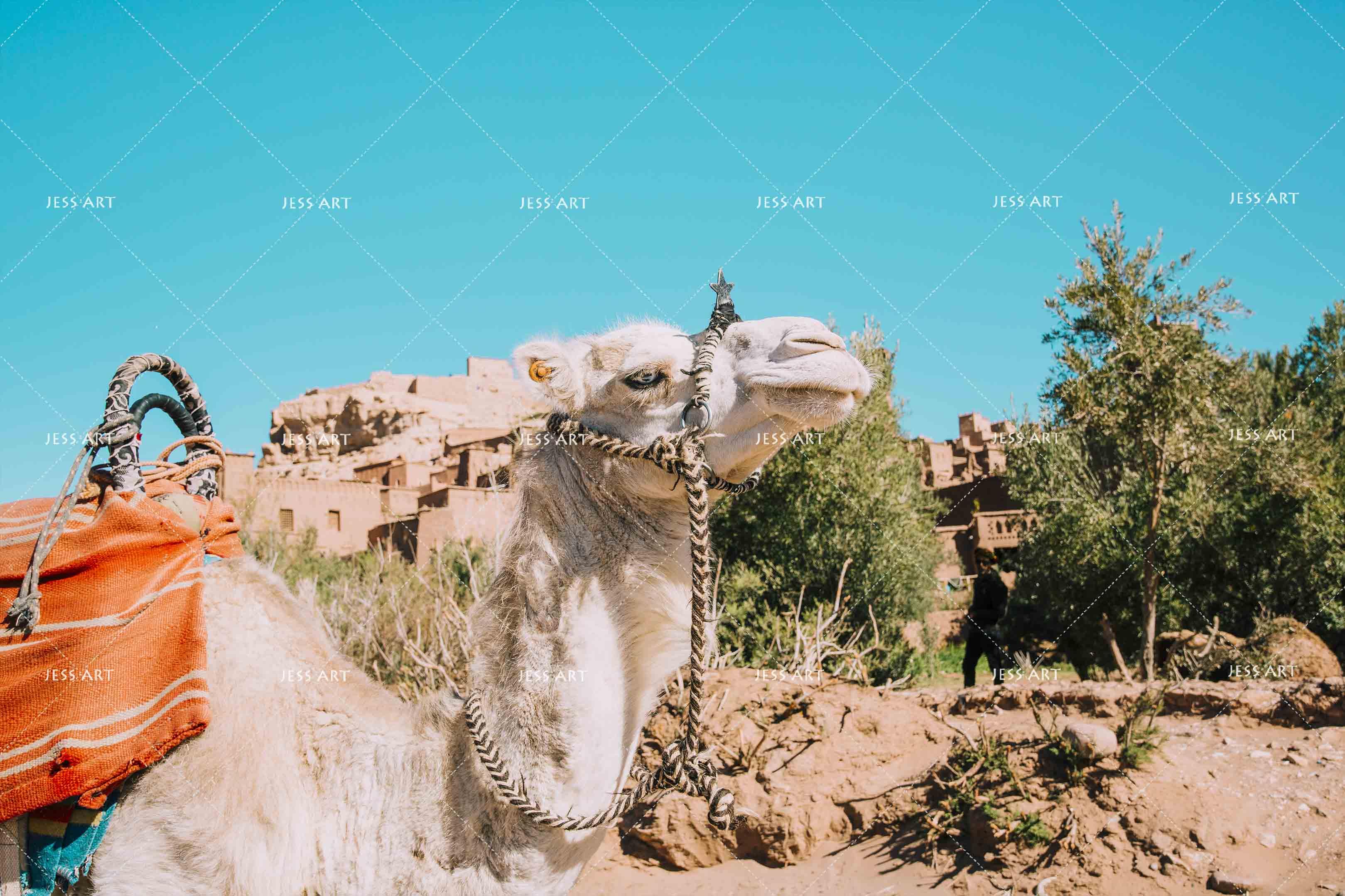 3D Camel Blue Sky Wall Mural Wallpaper 21- Jess Art Decoration