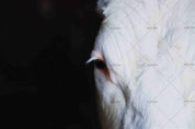 3D White Horse Black Background Wall Mural Wallpaper 08 LQH- Jess Art Decoration