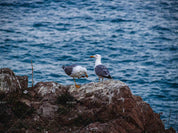 3D Blue Sea Birds Wall Mural Wallpa 17- Jess Art Decoration