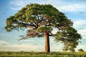 3D Giant Tree Scenery Wall Mural Wallpaper LXL 878- Jess Art Decoration