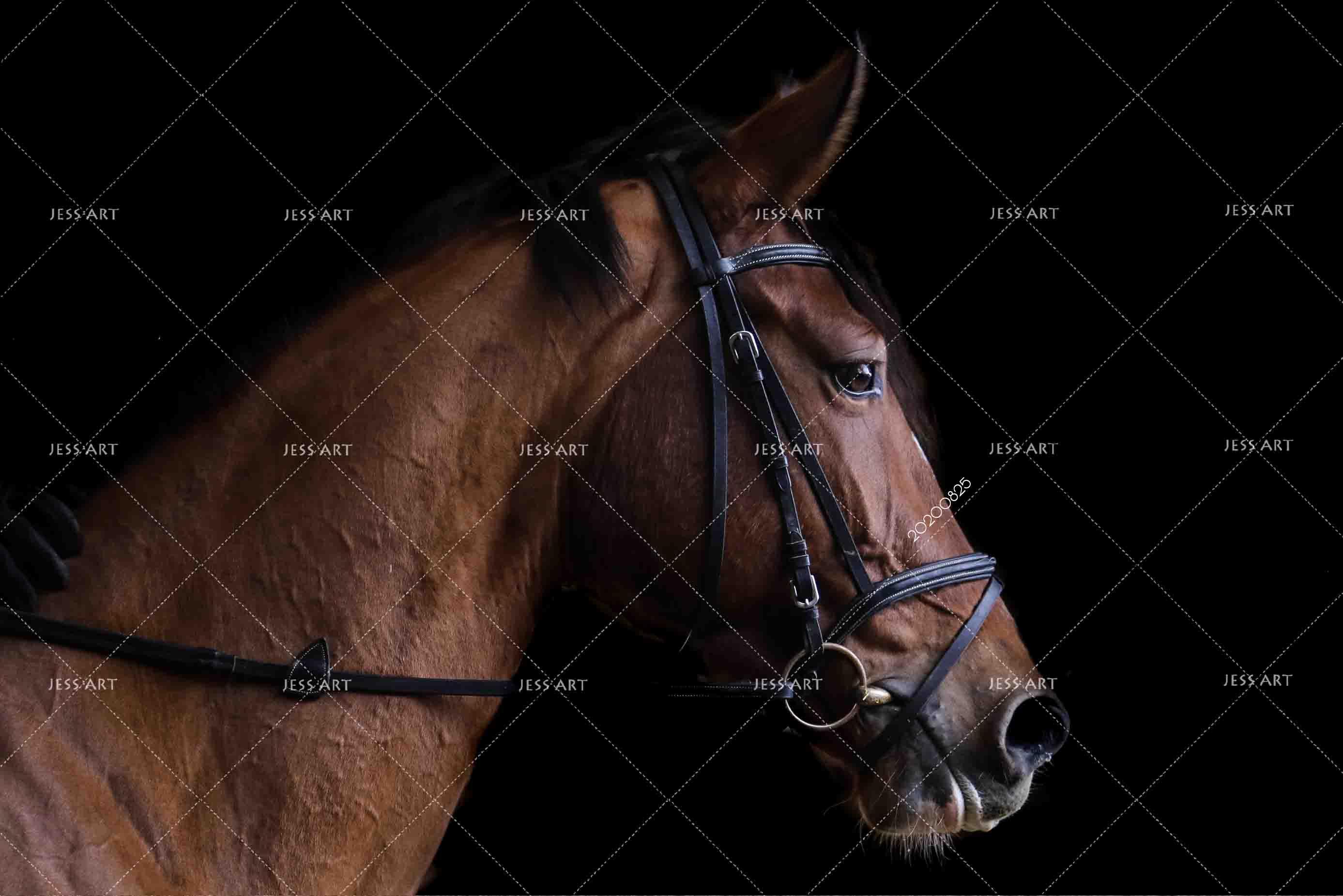 3D Animal Brown Horse Wall Mural Wallpaper LQH 75- Jess Art Decoration