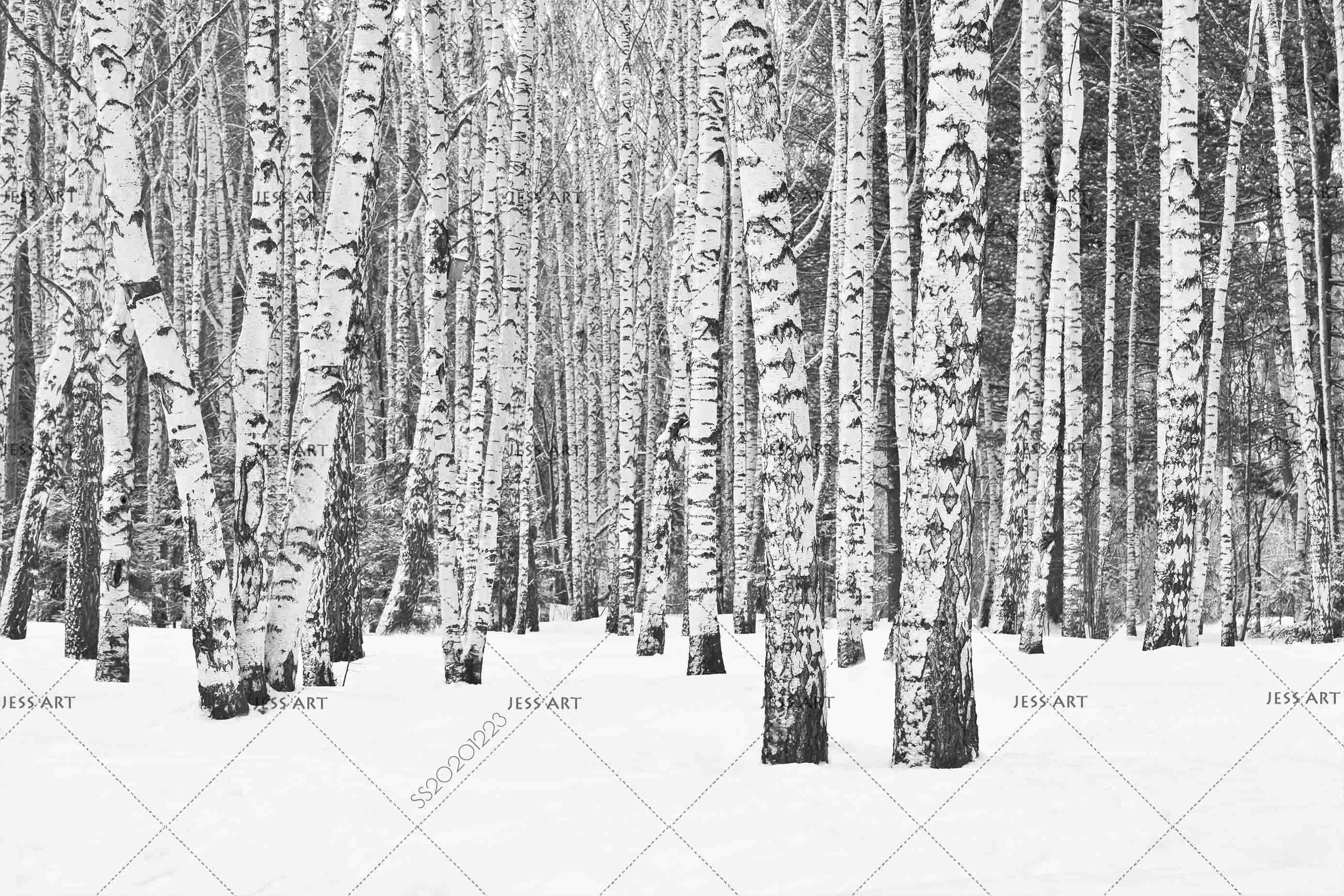 3D Hand Drawn Birch Forest Wall Mural Wallpaper LQH 18- Jess Art Decoration