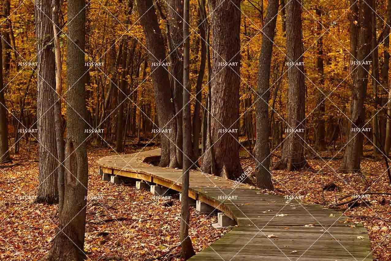 3D Autumn Forest Wooden Bridge Landscape Wall Mural Wallpaper LQH 16- Jess Art Decoration