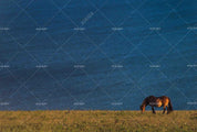 3D Blue Sea Animal Horse Wall Mural Wallpaper LQH 91- Jess Art Decoration